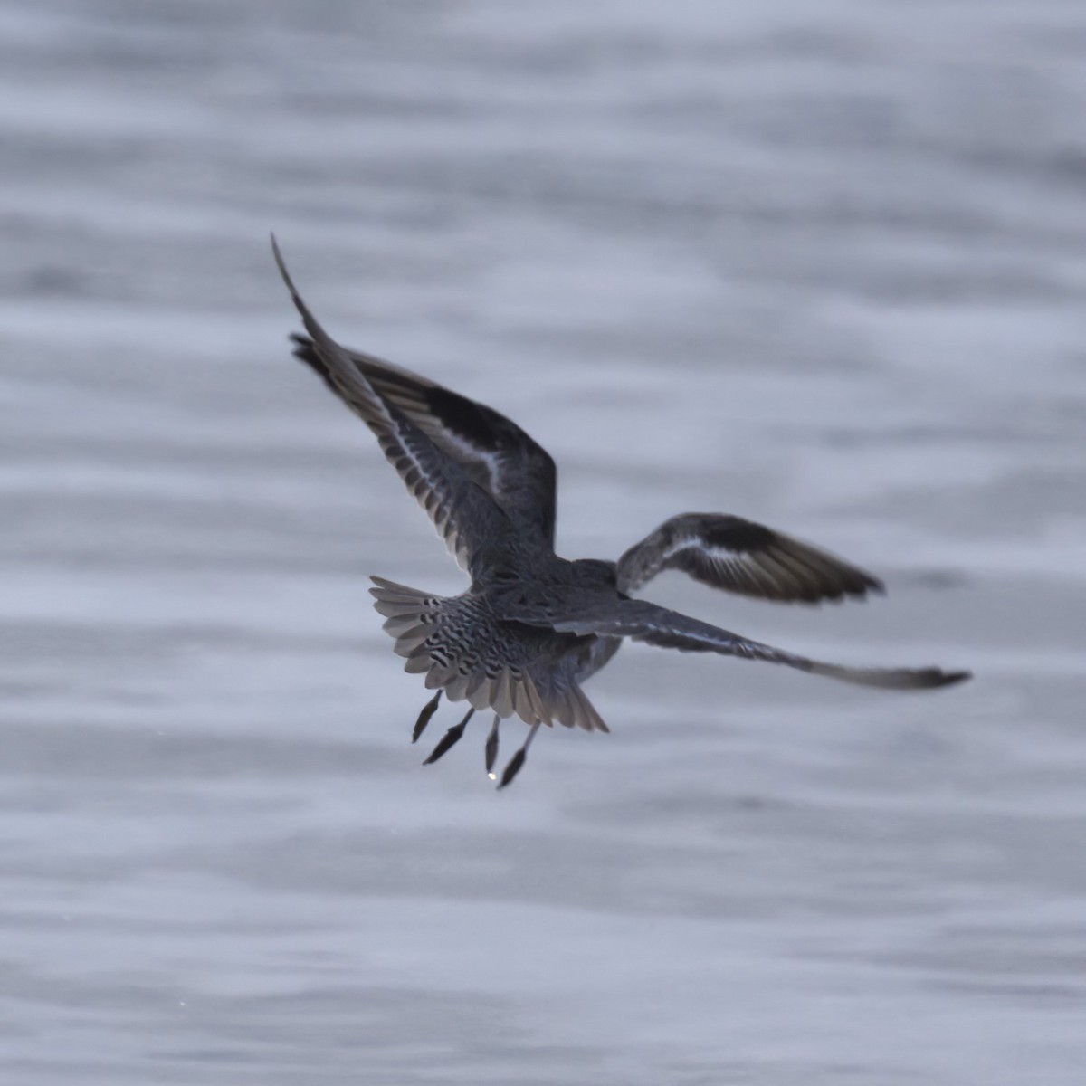 Red Knot - ML603958371