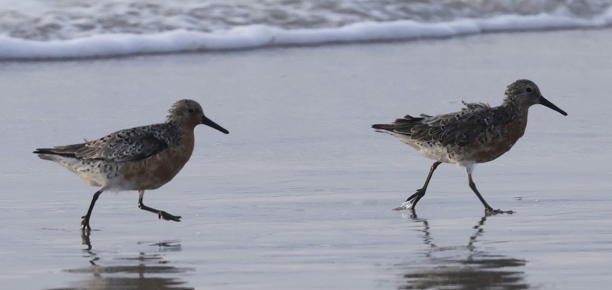 Red Knot - ML603958381