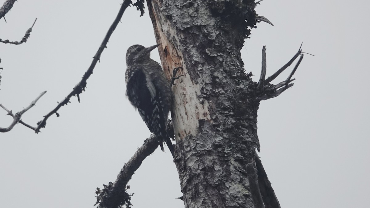 Yellow-bellied Sapsucker - ML603958821