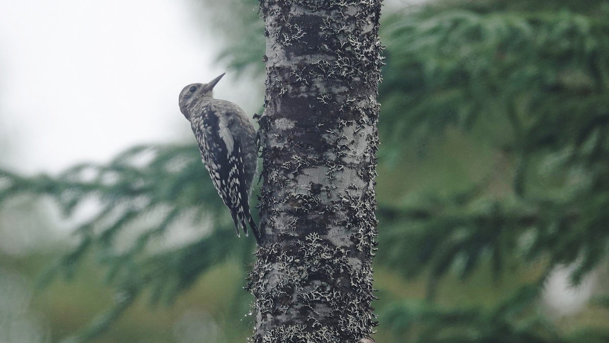 Yellow-bellied Sapsucker - ML603958831