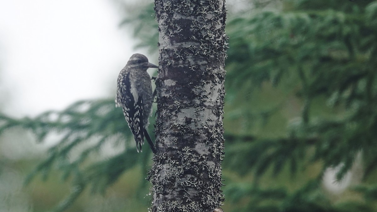 Yellow-bellied Sapsucker - ML603958841