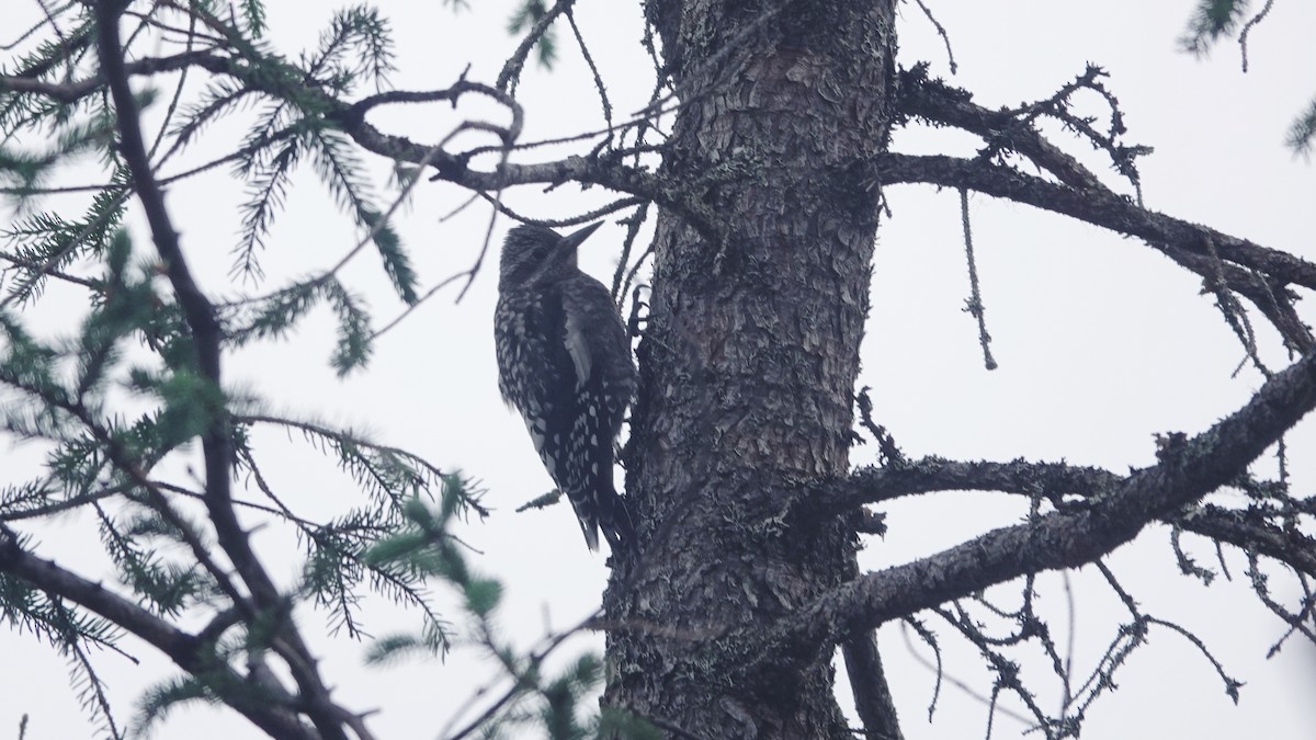 Yellow-bellied Sapsucker - ML603958851