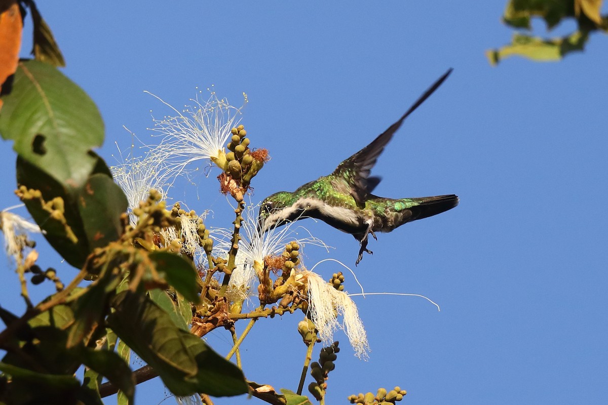 Black-throated Mango - ML603958981