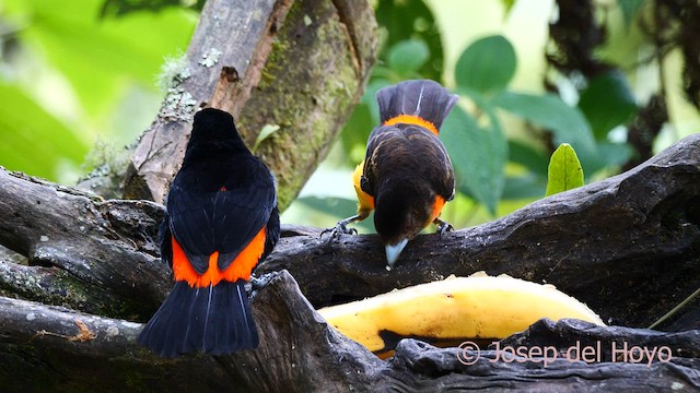 Tangara Flamígera (culirroja) - ML603959011