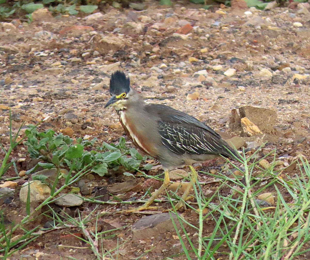 Striated Heron - ML603959841