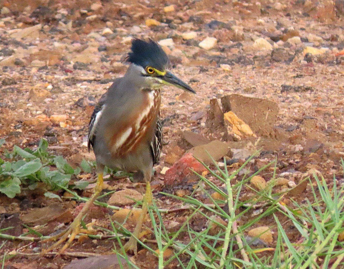 Striated Heron - ML603959851