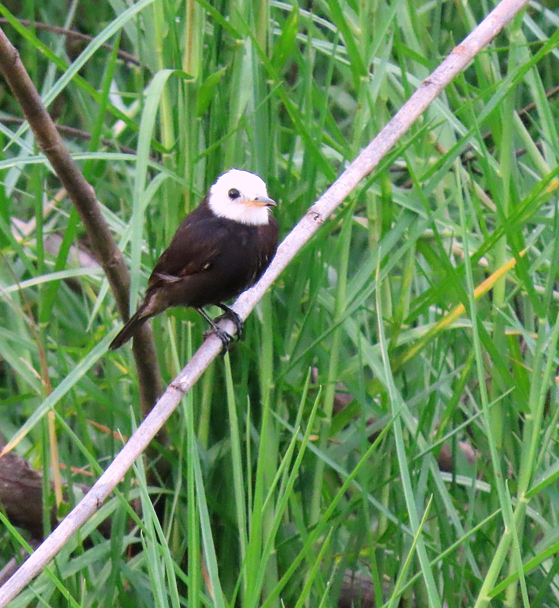 White-headed Marsh Tyrant - Manuel Pérez R.