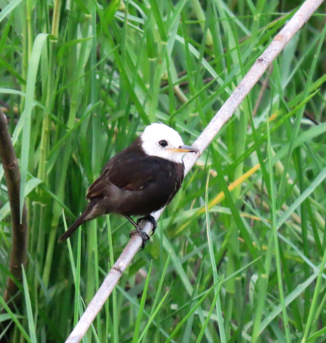 White-headed Marsh Tyrant - Manuel Pérez R.