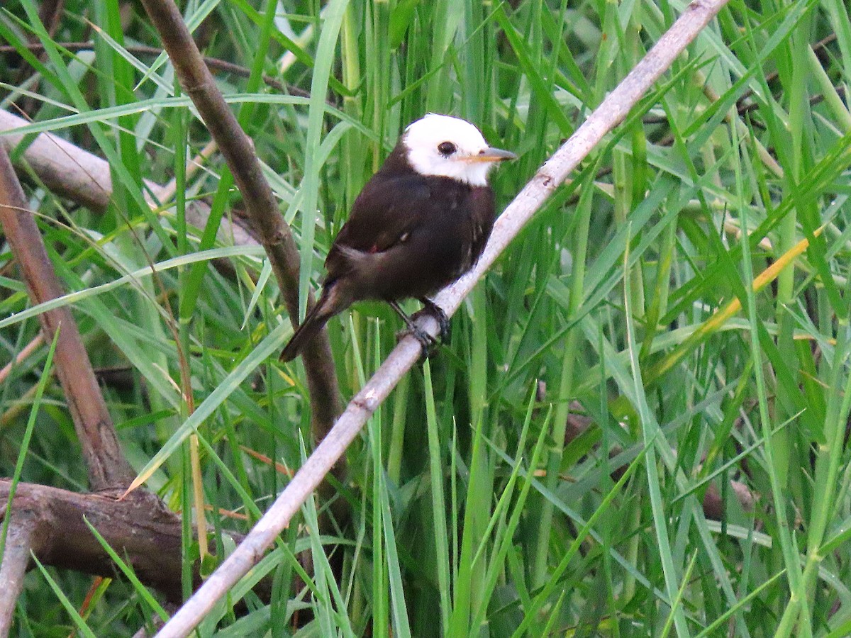 White-headed Marsh Tyrant - Manuel Pérez R.