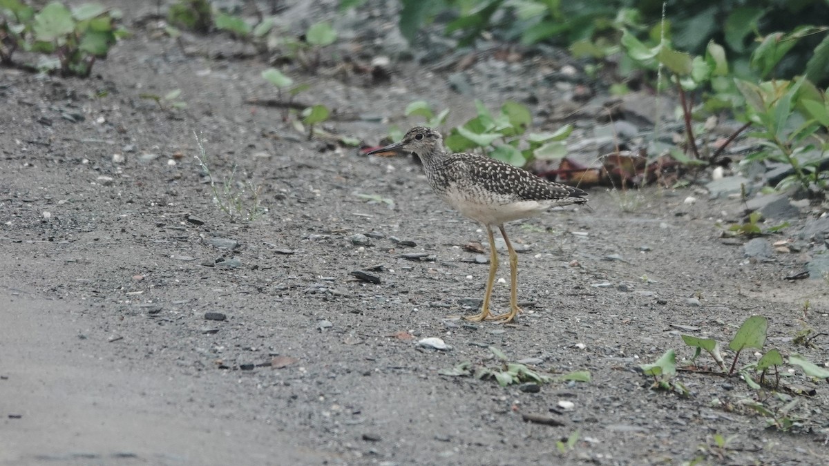 Greater Yellowlegs - ML603960081
