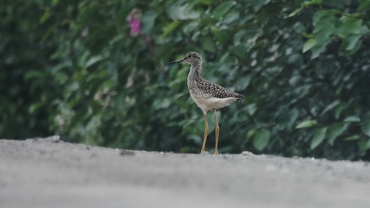 Greater Yellowlegs - ML603960351