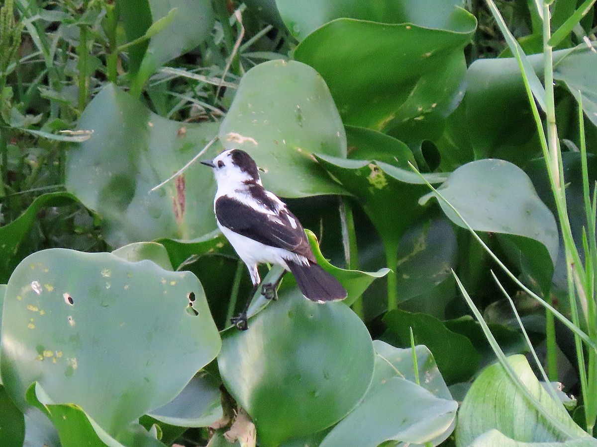 Pied Water-Tyrant - ML603960381