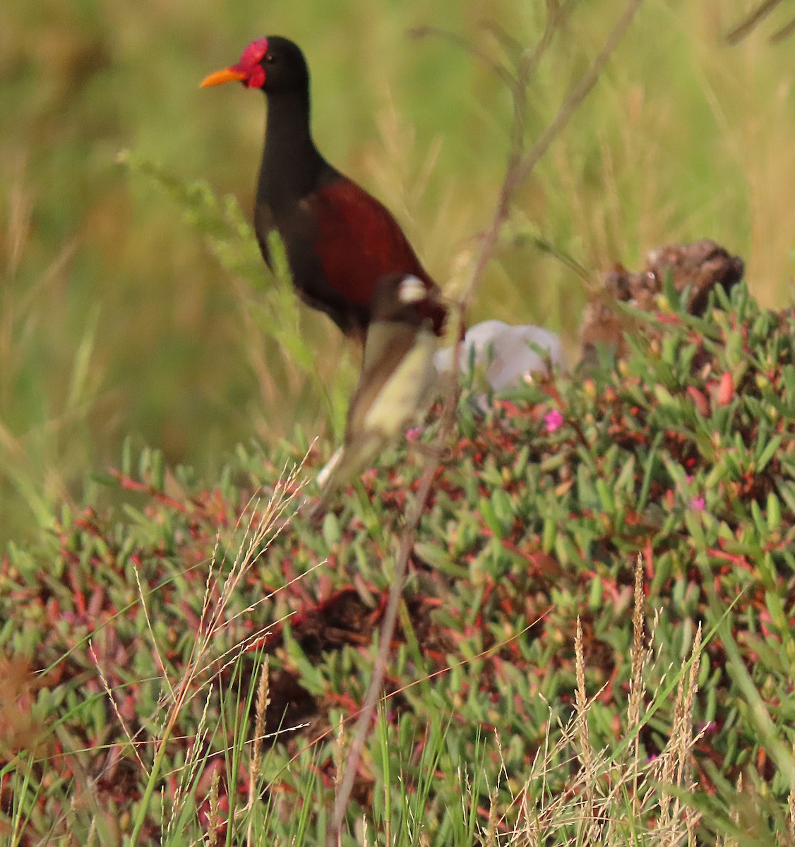 Jacana noir - ML603960431