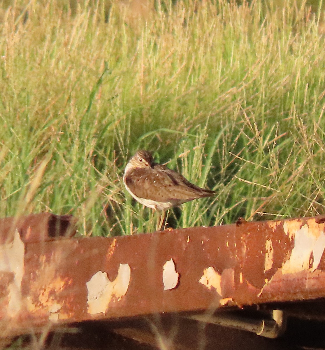 Spotted Sandpiper - ML603960631