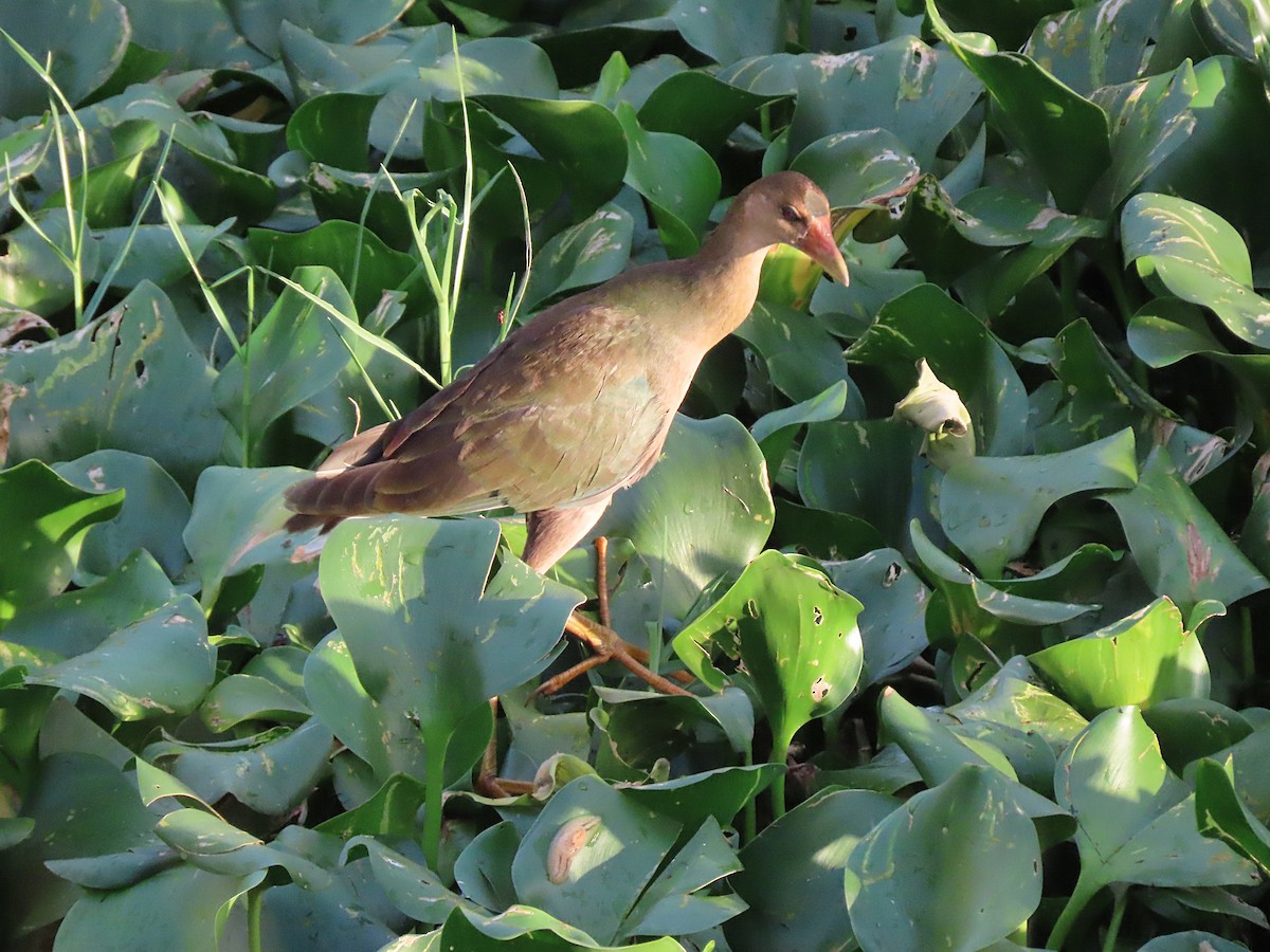 Purple Gallinule - ML603960691