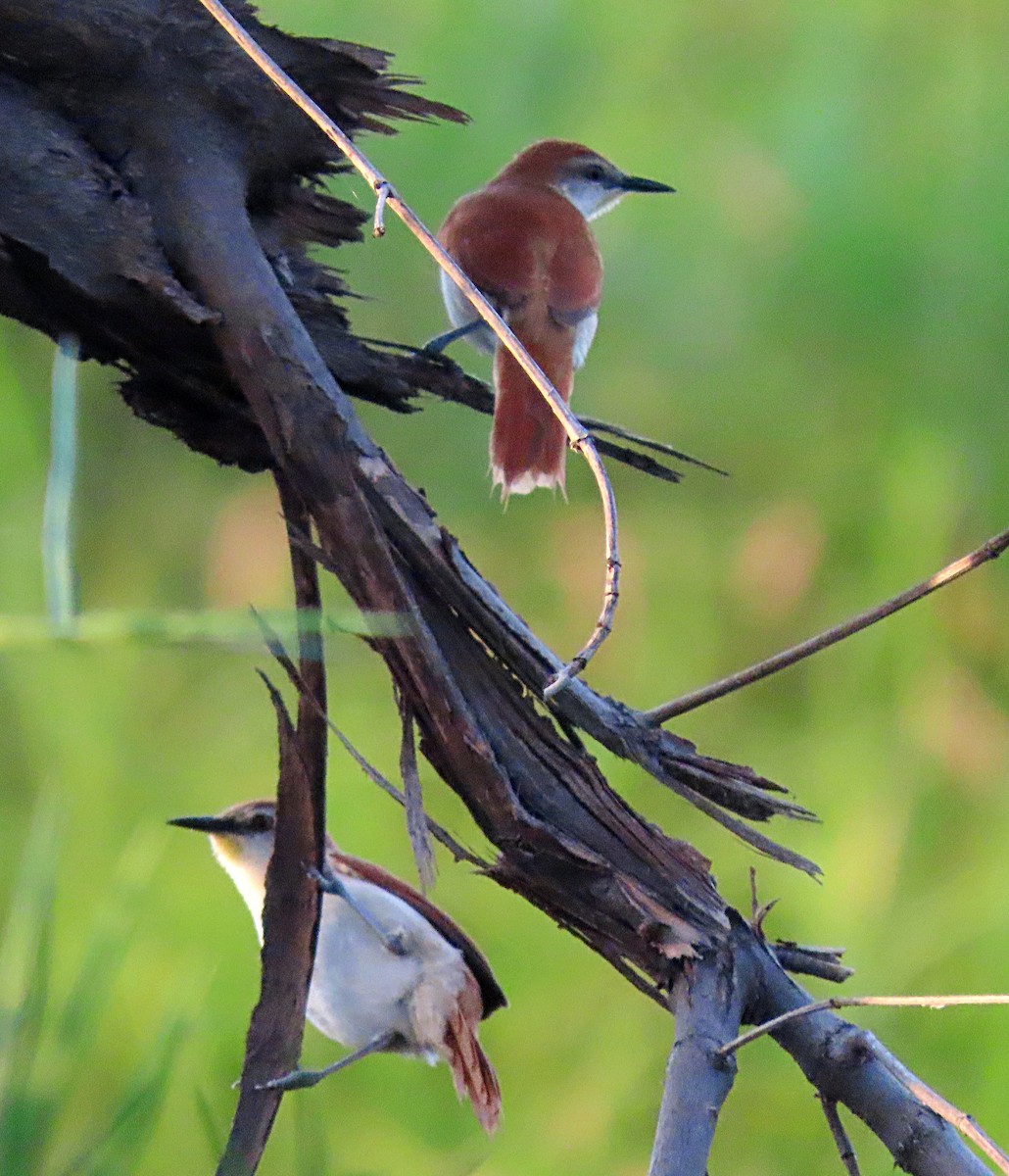 Yellow-chinned Spinetail - Manuel Pérez R.