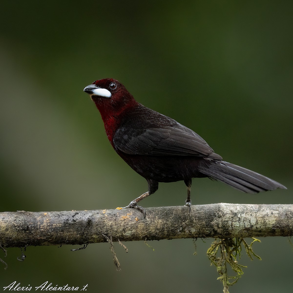 Silver-beaked Tanager - ML603960951