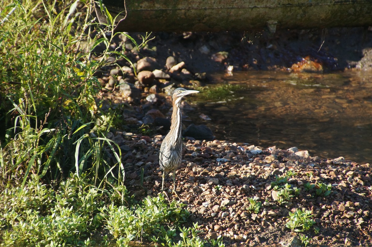 Green Heron - ML603961011