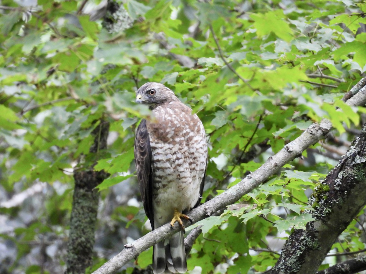 Broad-winged Hawk - ML603961381