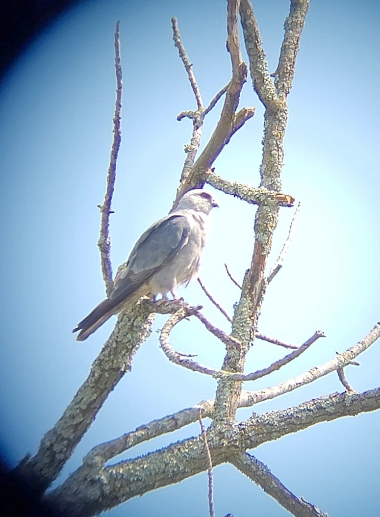 Mississippi Kite - ML603964131