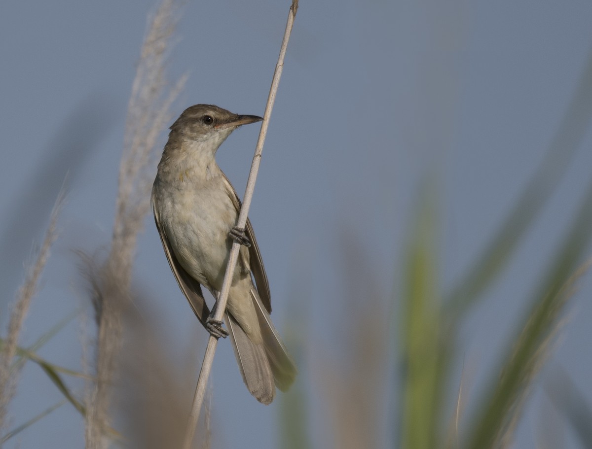 Great Reed Warbler - ML603964401