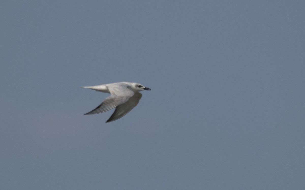 Gull-billed Tern - Giota Bourneli