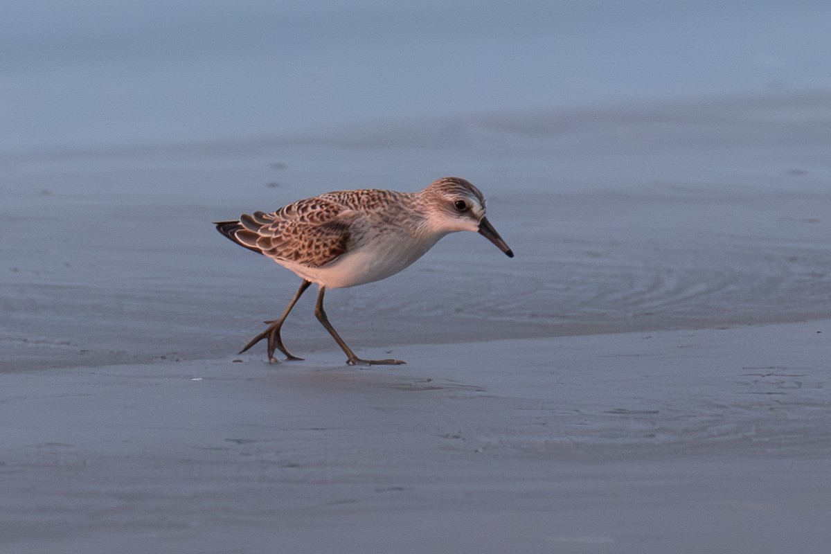 Semipalmated Sandpiper - ML603965421