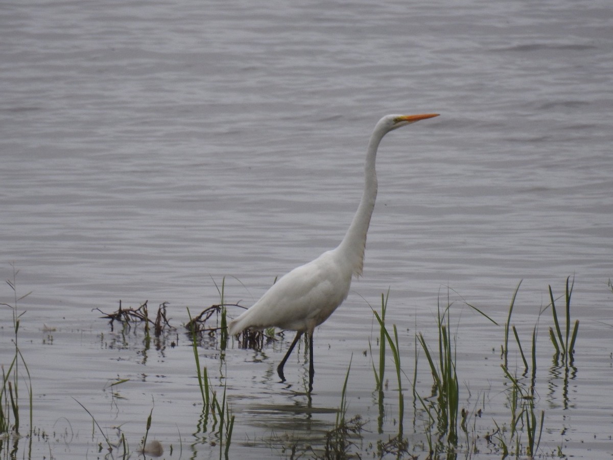 Great Egret - ML603966141