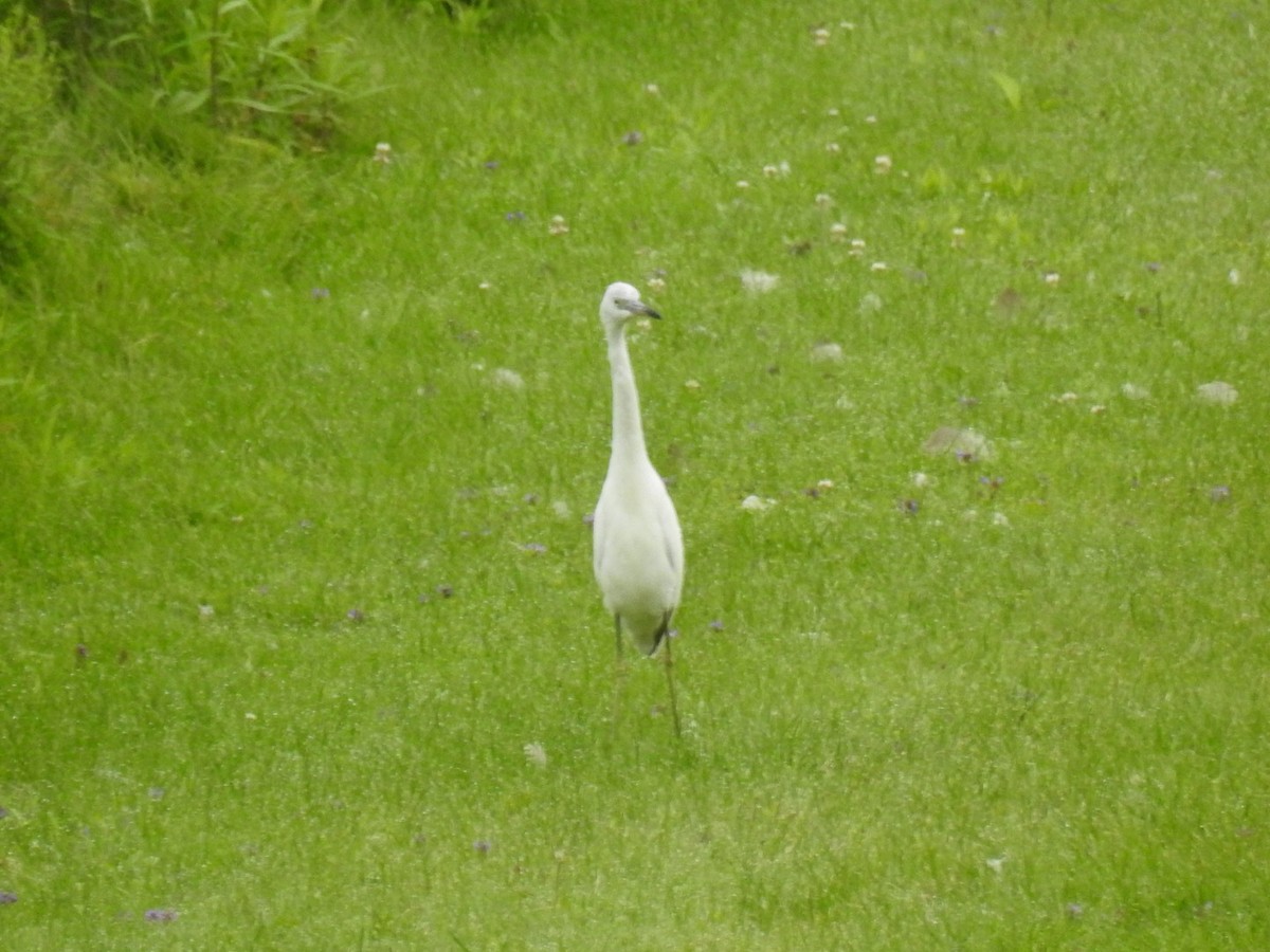 Little Blue Heron - Fred MacKenzie