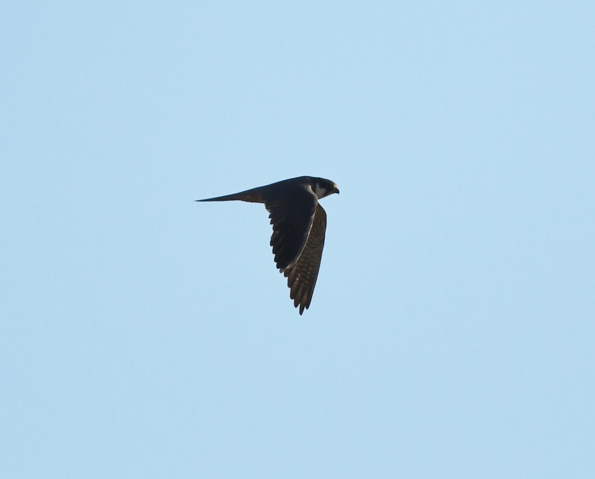 Eurasian Hobby - ML603968541