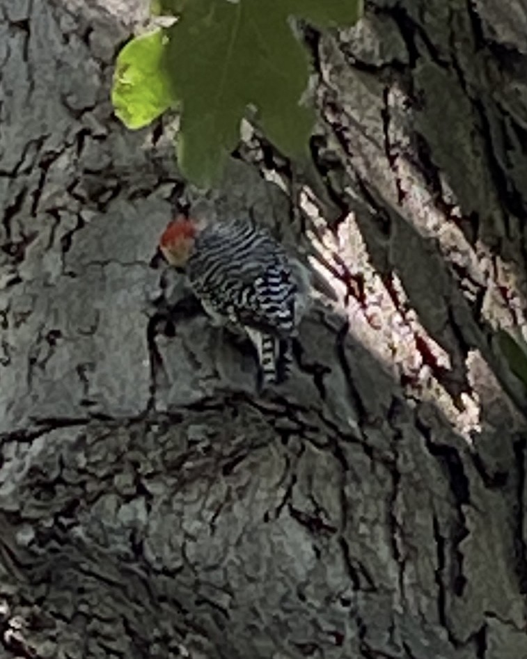 Red-bellied Woodpecker - ML603969191