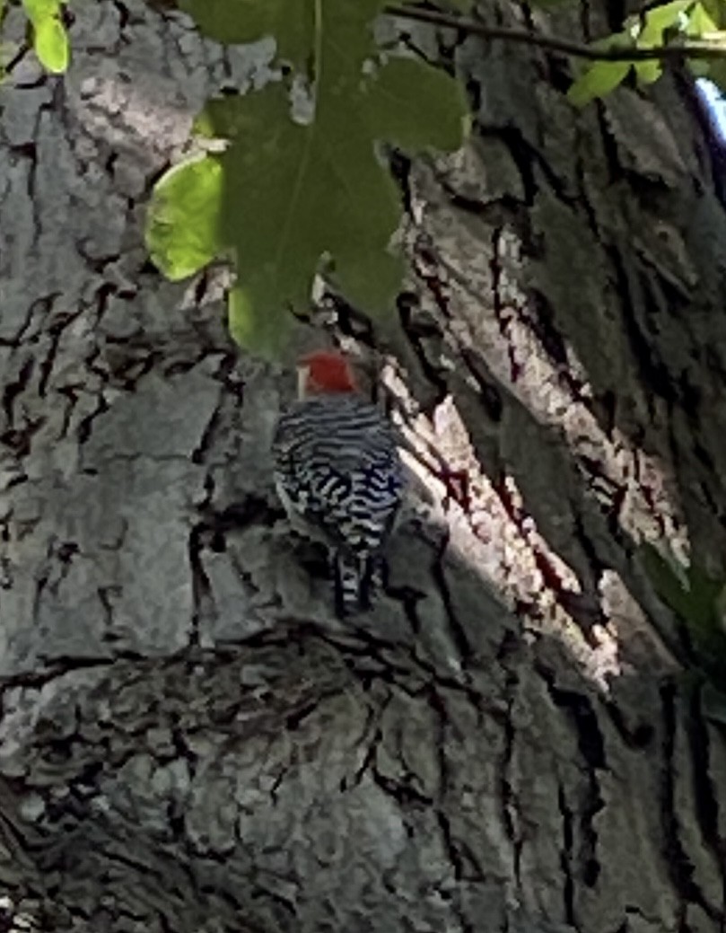 Red-bellied Woodpecker - ML603969201