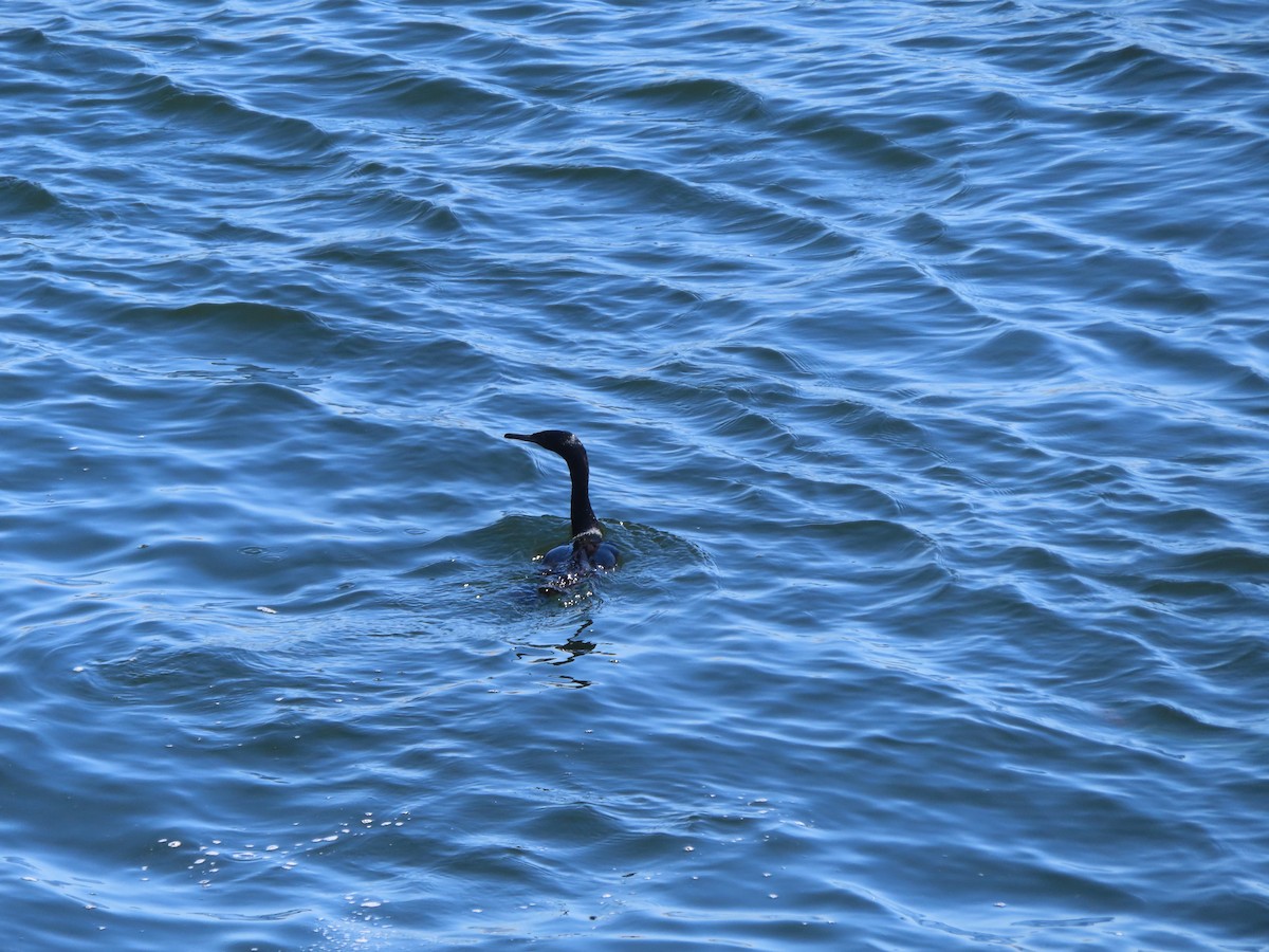 Pelagic Cormorant - ML603969661