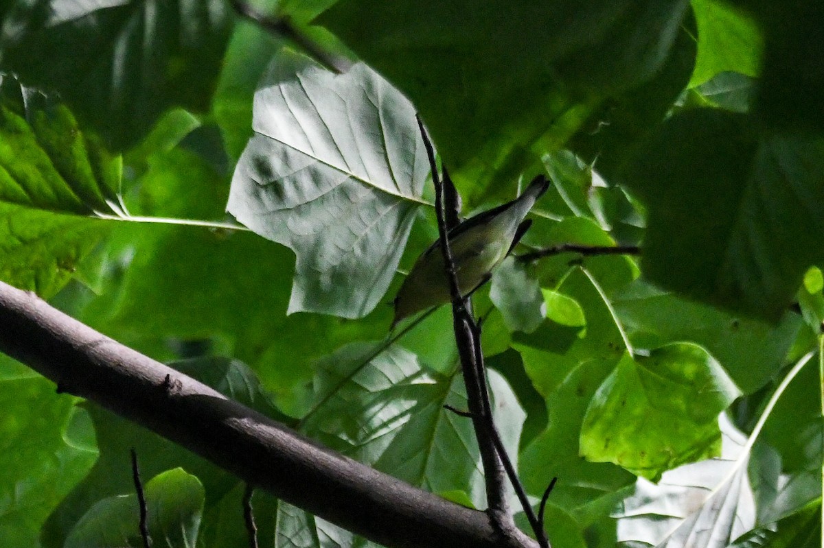 Bay-breasted Warbler - Benjamin Filreis