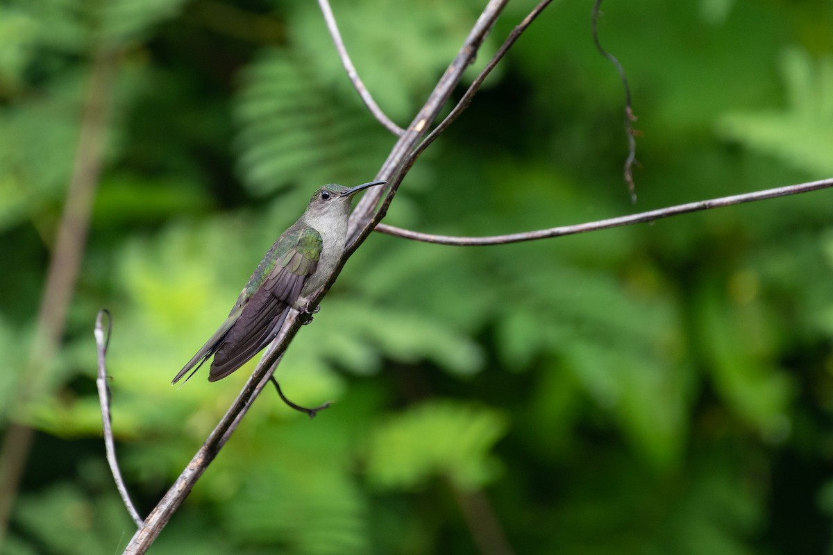 Colibrí Pechigrís - ML603970741