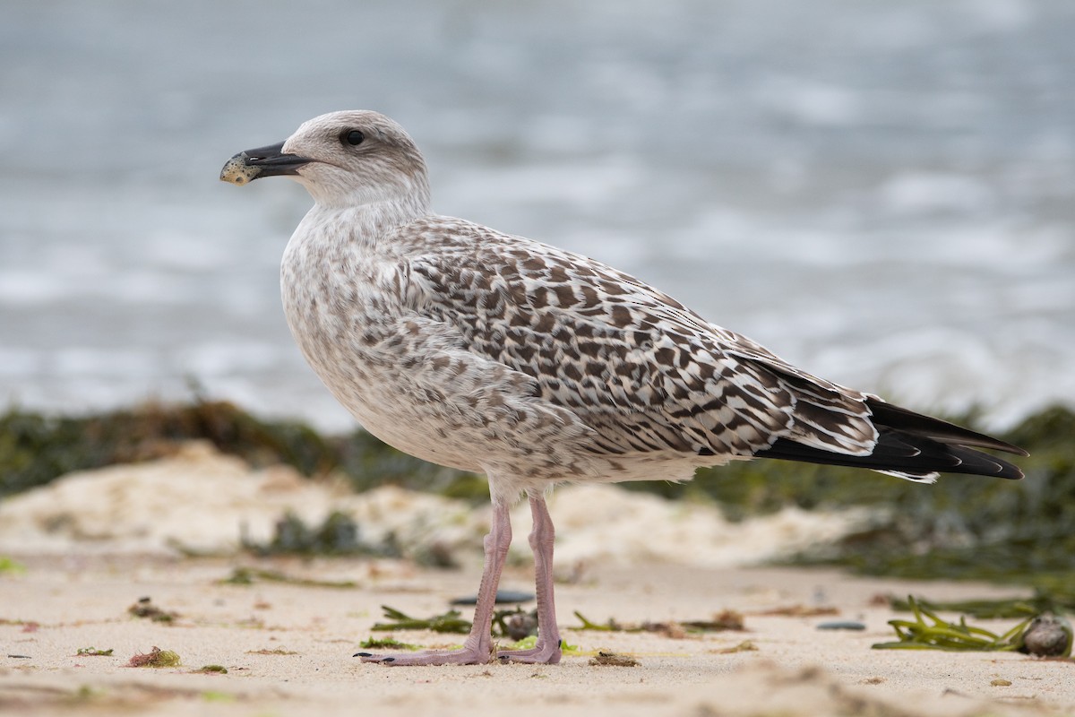 Great Black-backed Gull - Nathaniel Sharp