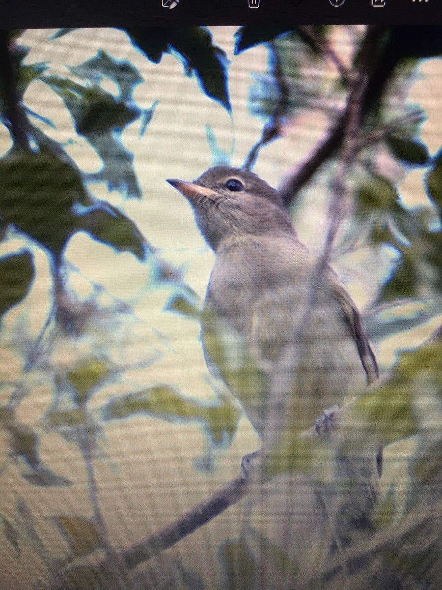 Small-headed Elaenia - Marcos E. Sosa