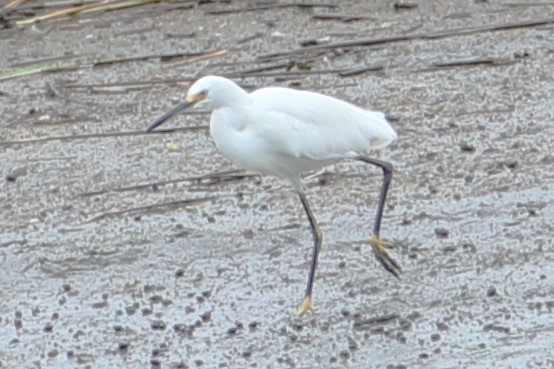 Snowy Egret - ML603971661