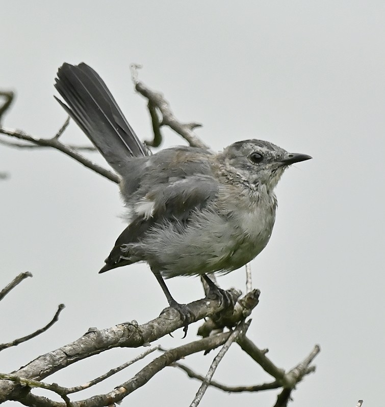 Gray Catbird - Regis Fortin