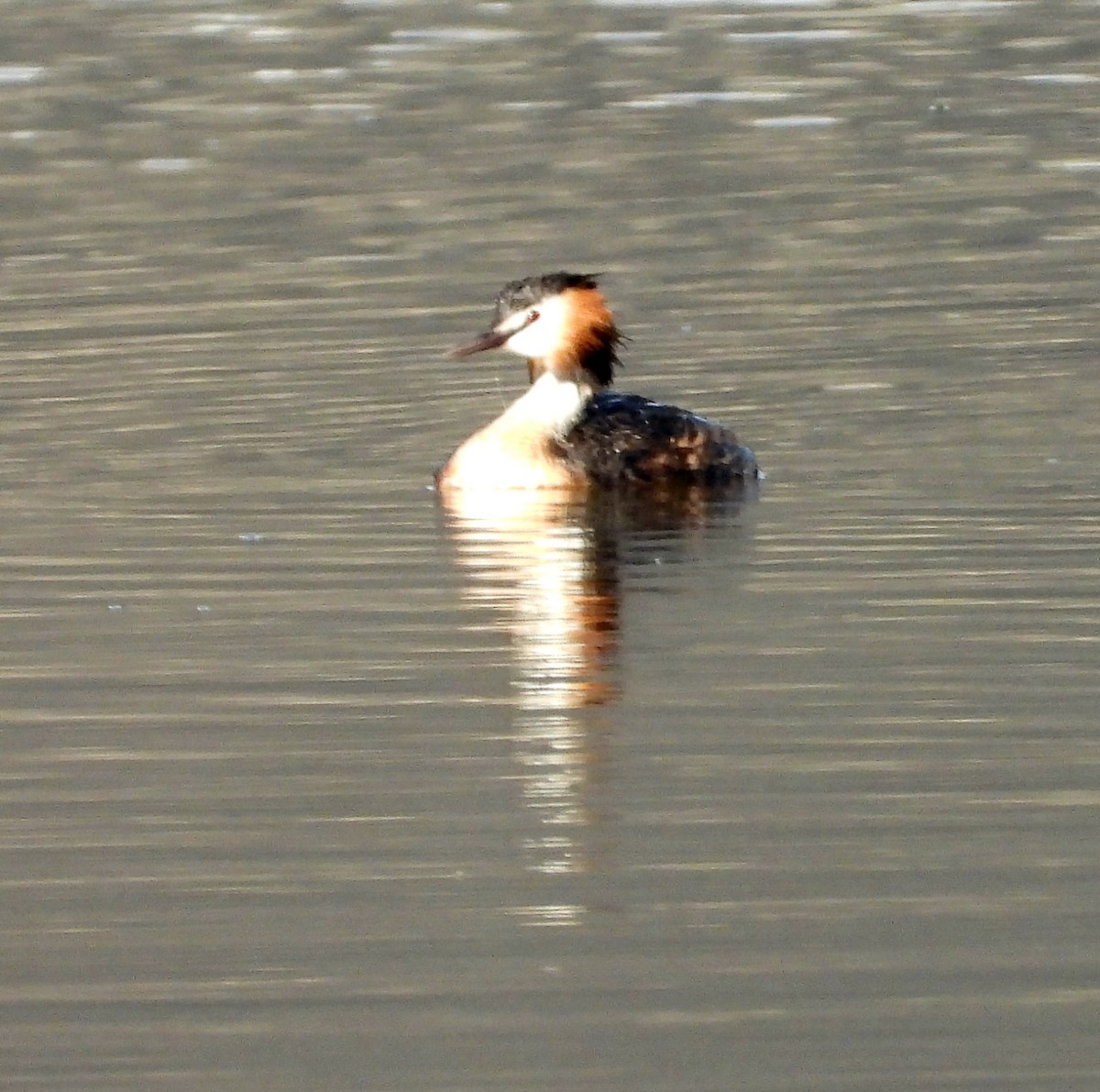 Great Crested Grebe - ML603971761