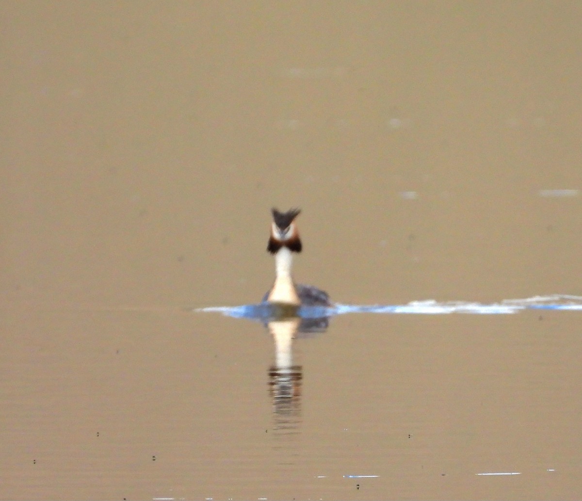Great Crested Grebe - ML603971771