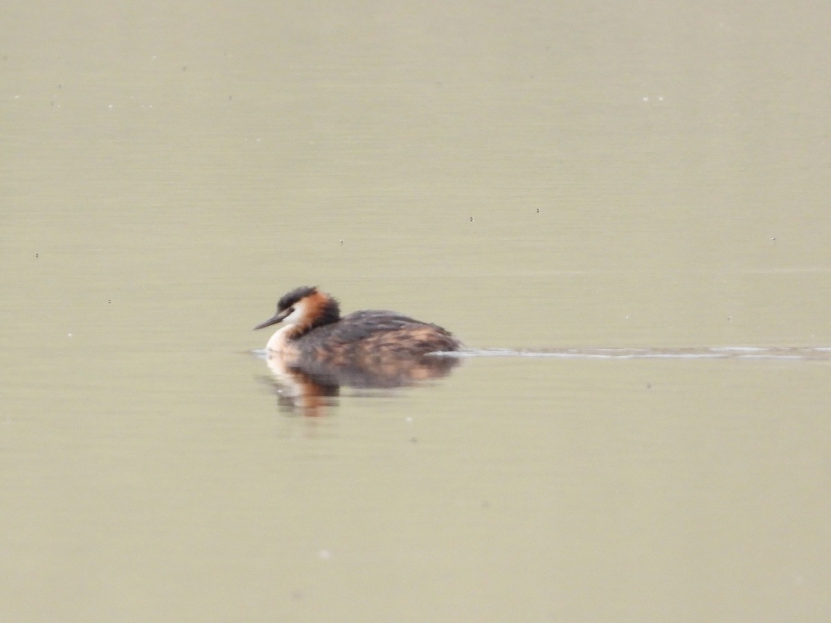Great Crested Grebe - ML603971781