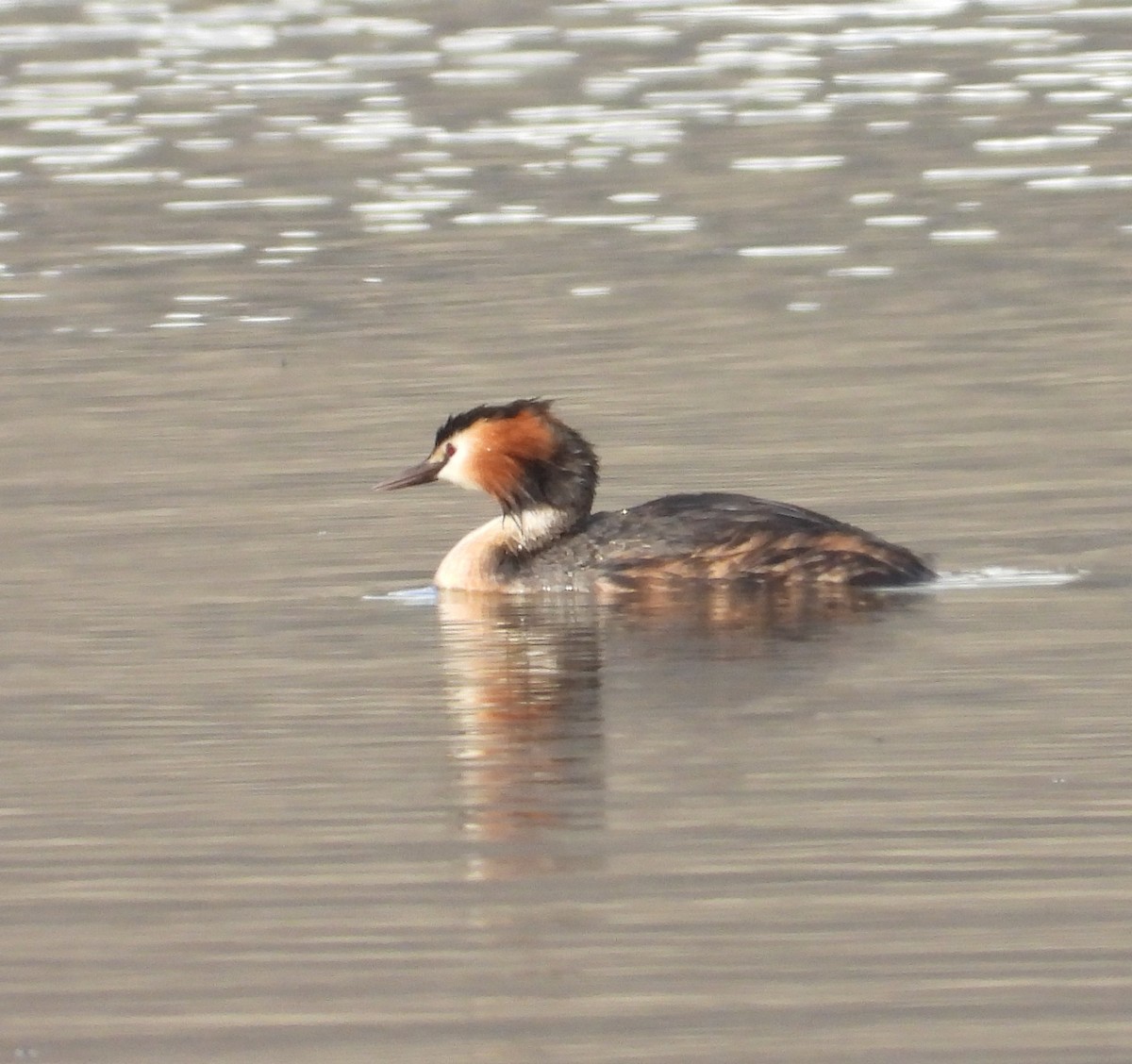 Great Crested Grebe - ML603971801