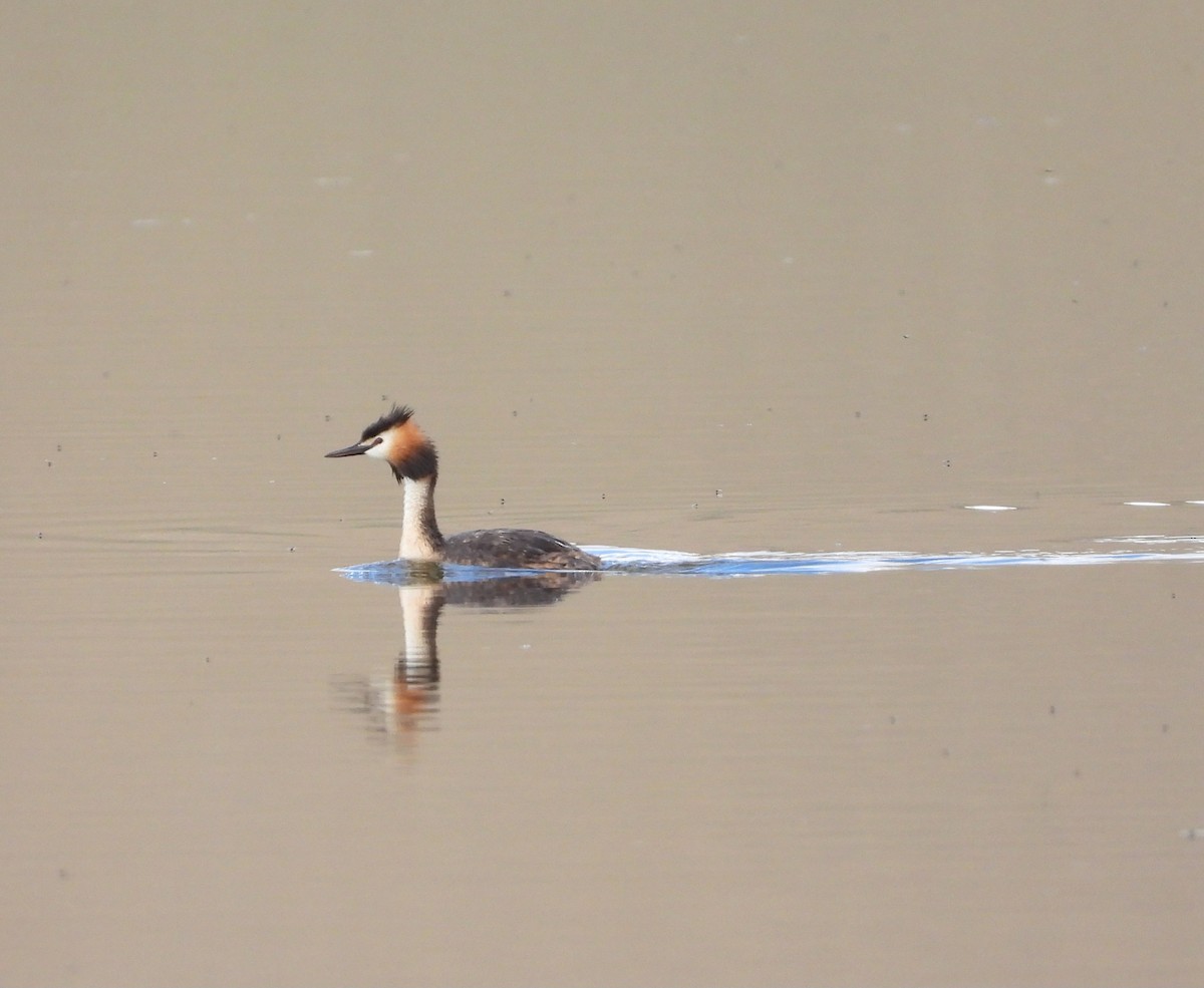 Great Crested Grebe - ML603971811