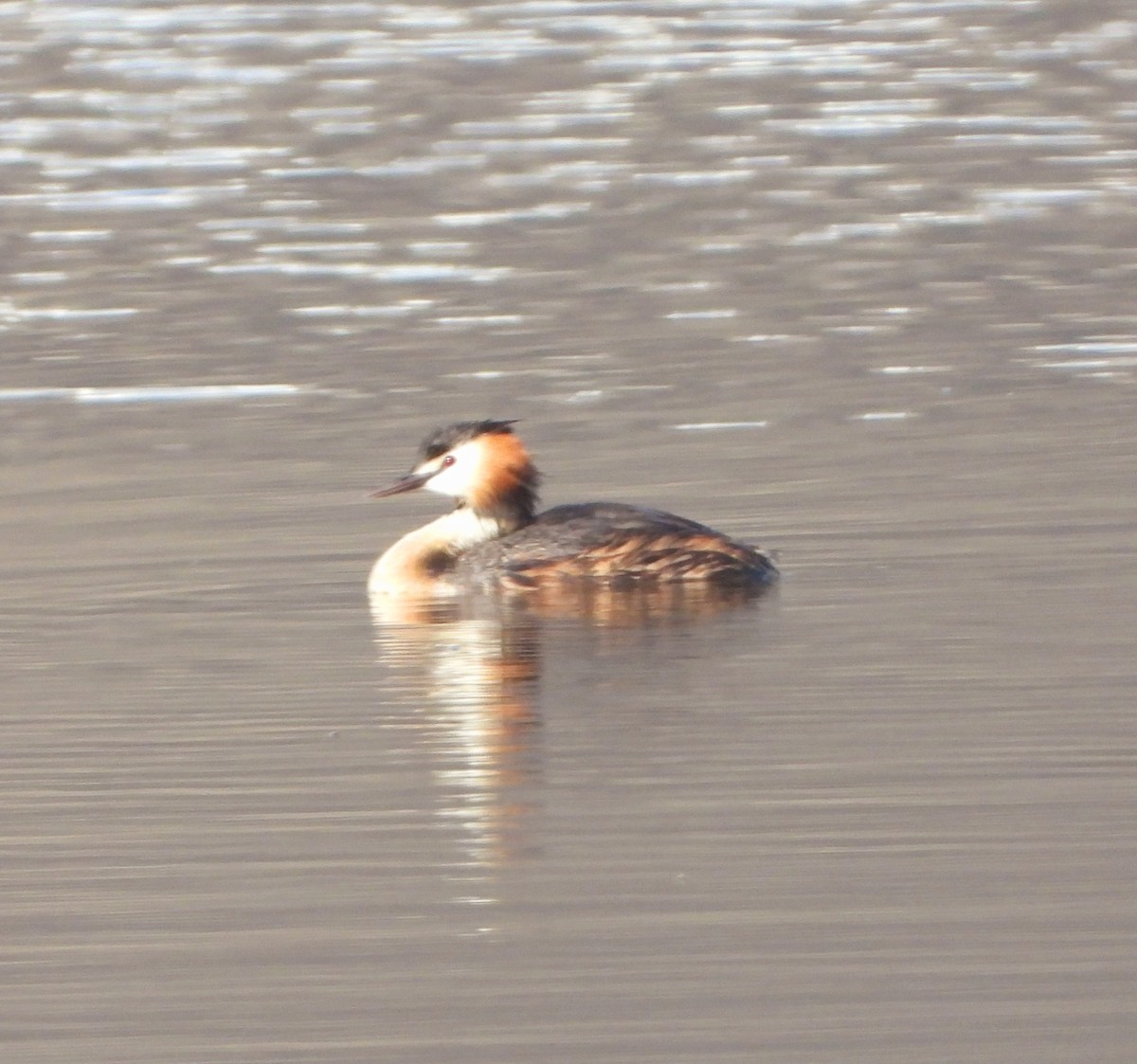 Great Crested Grebe - ML603971821