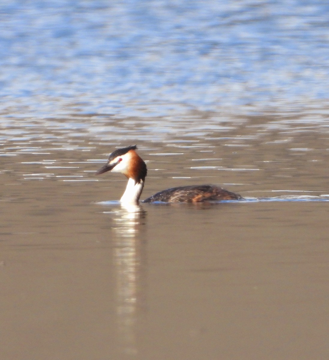 Great Crested Grebe - ML603971831