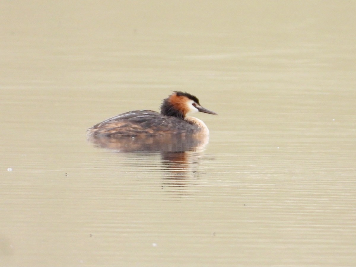 Great Crested Grebe - ML603971841