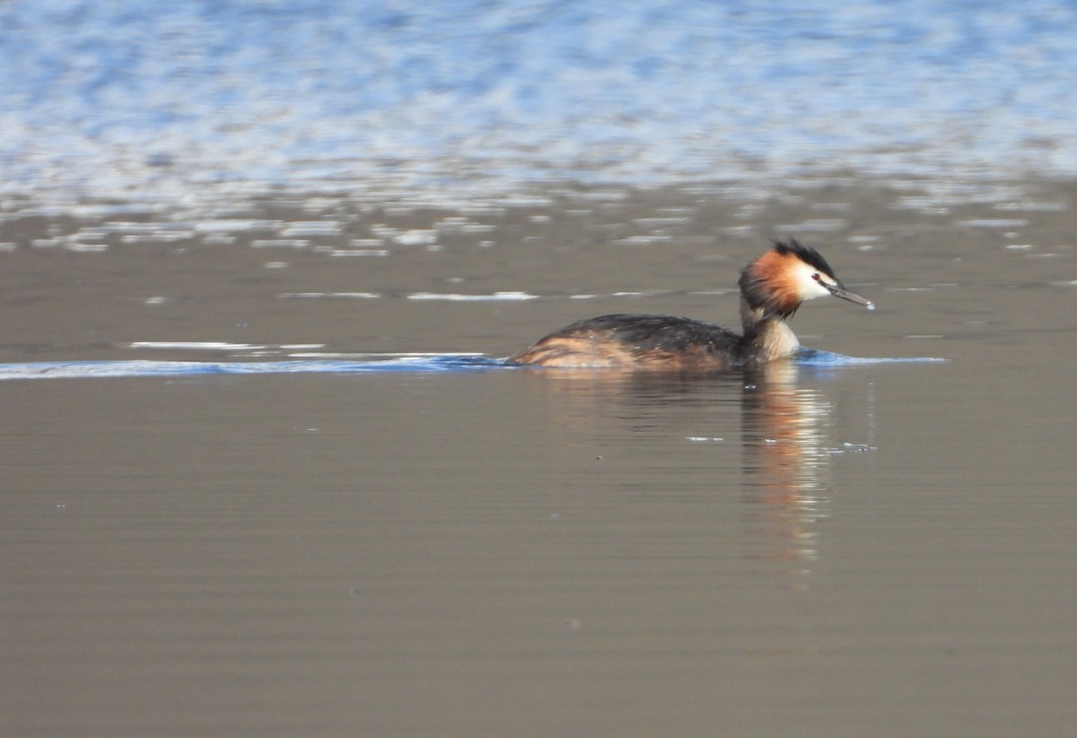 Great Crested Grebe - ML603971861