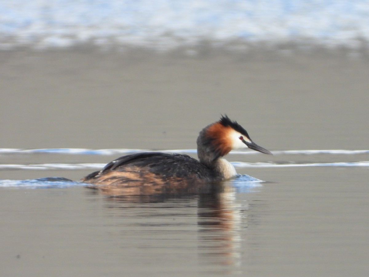 Great Crested Grebe - ML603971871