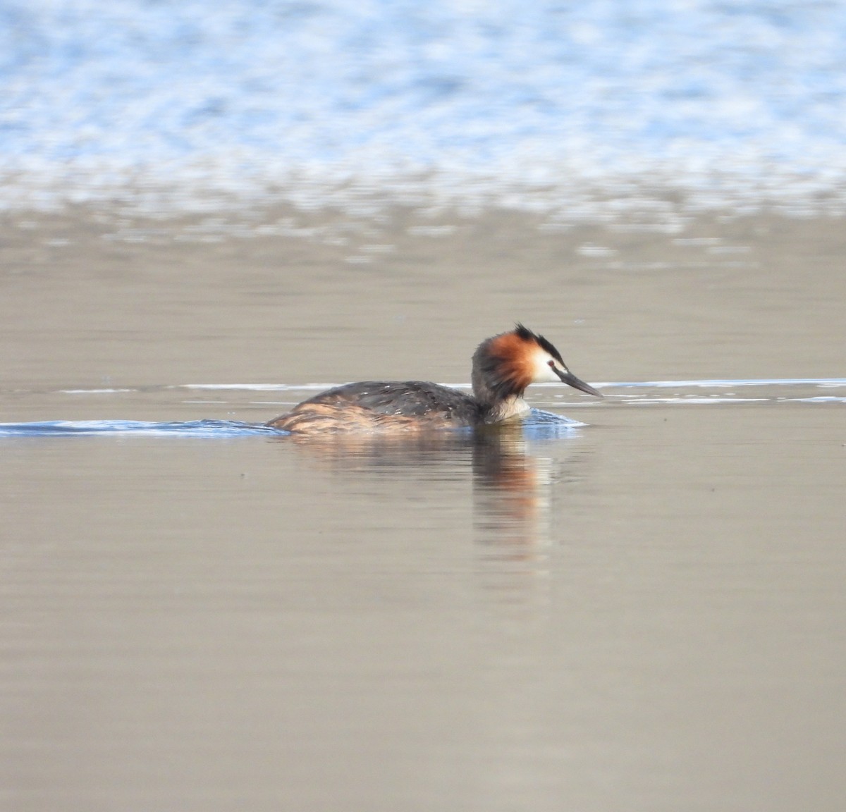 Great Crested Grebe - ML603971881